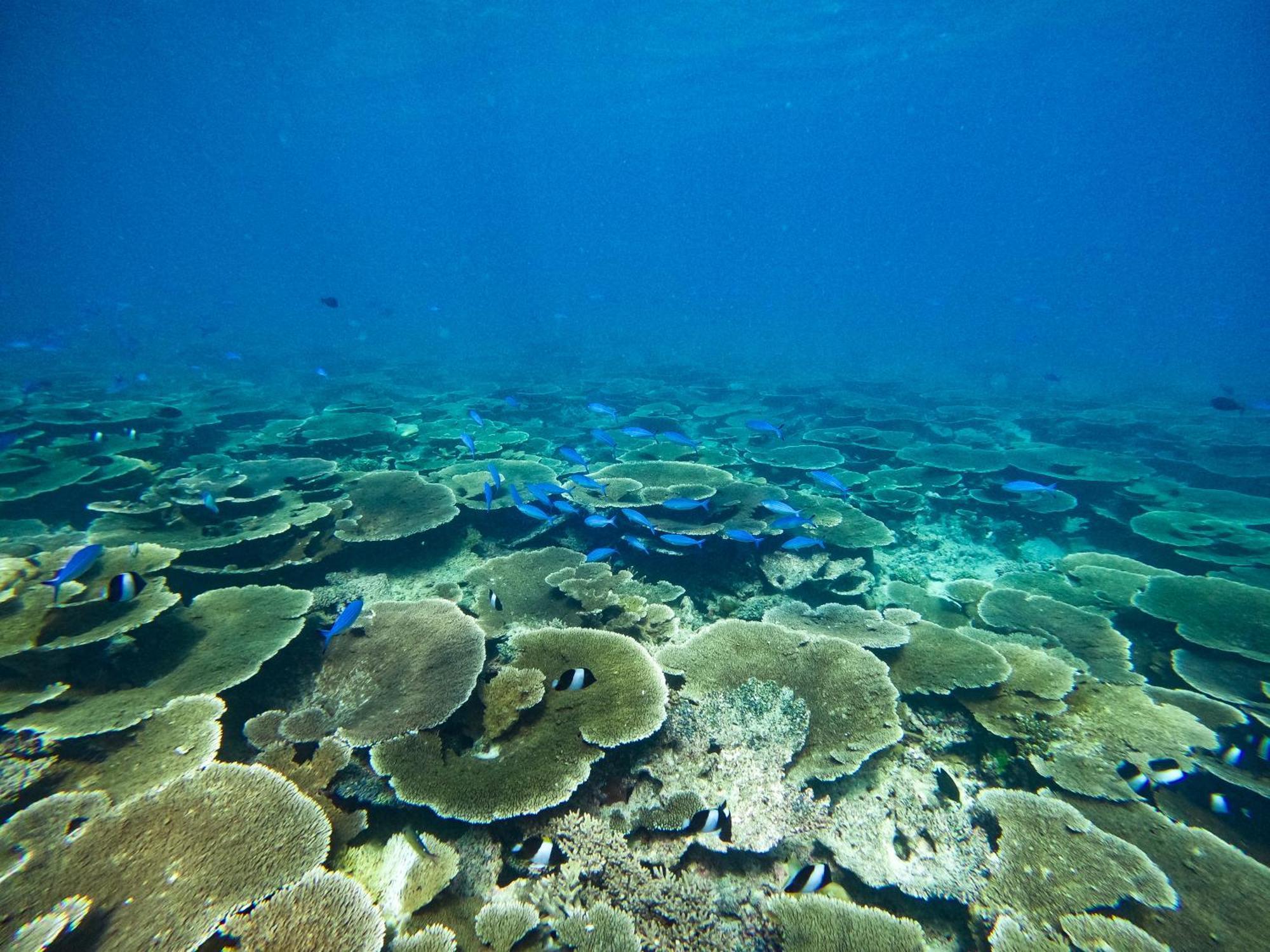 Manta Sea View Himandhoo 호텔 외부 사진